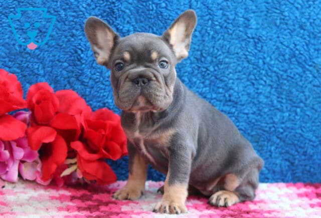 Libby French Bulldog image
