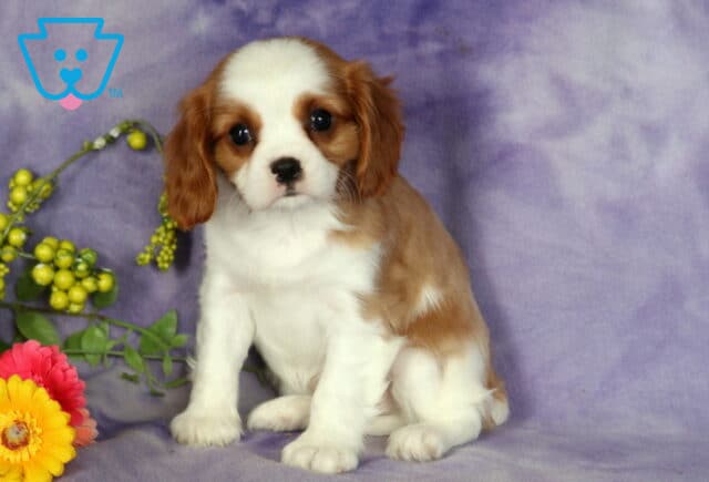 Charming blenheim Cavalier King Charles Spaniel puppy with a white coat and rich chestnut markings, sitting upright on a lavender blanket next to a colorful floral arrangement of yellow and pink blooms and green berries. image