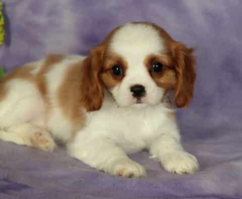 Liddy Cavalier2
