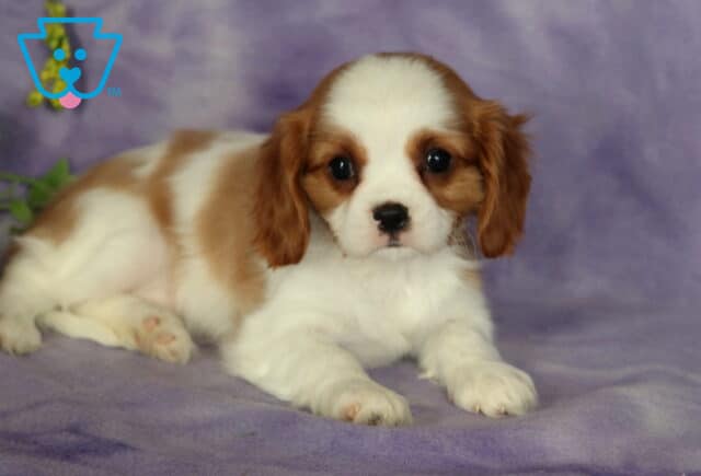 Relaxed blenheim Cavalier King Charles Spaniel puppy lying on a soft purple blanket, featuring a white coat with chestnut patches and a sweet, gentle expression. image