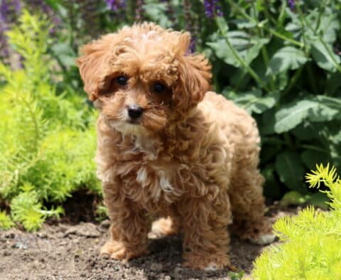 Light red Cavapoo puppy with a white chest and curly fur standing on a garden path, surrounded by greenery and blooming flowers in the background.