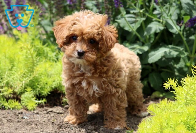 Light red Cavapoo puppy with a white chest and curly fur standing on a garden path, surrounded by greenery and blooming flowers in the background. image