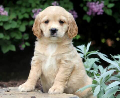 Lilac Mini Golden