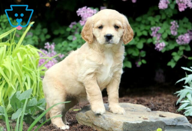 Lilac Mini Golden2 image
