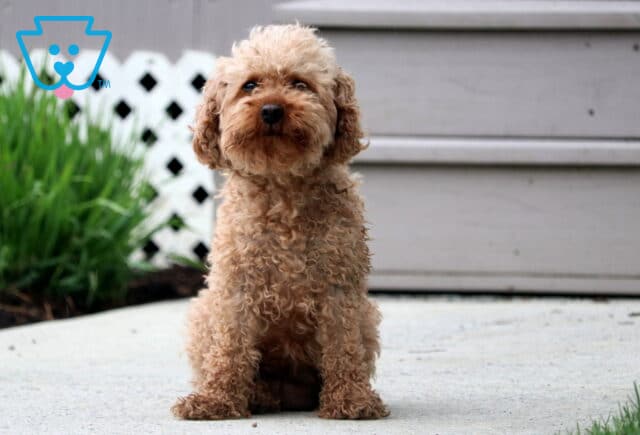 Lilah Toy Poodle Elmer image