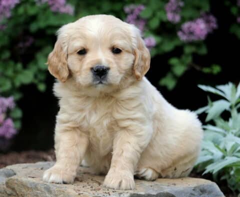 Lilo Mini Golden