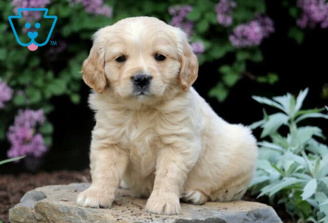 Lilo Mini Golden image