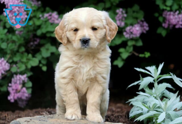 Lilo Mini Golden2 image