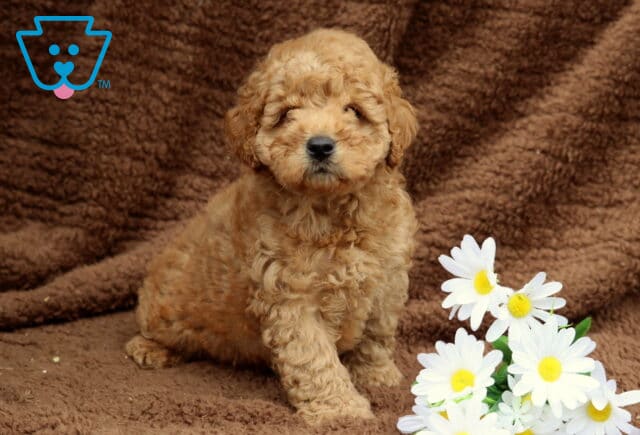 Curly apricot Mini Labradoodle puppy sitting on a brown blanket with a cluster of white daisies, looking calm and adorable. image