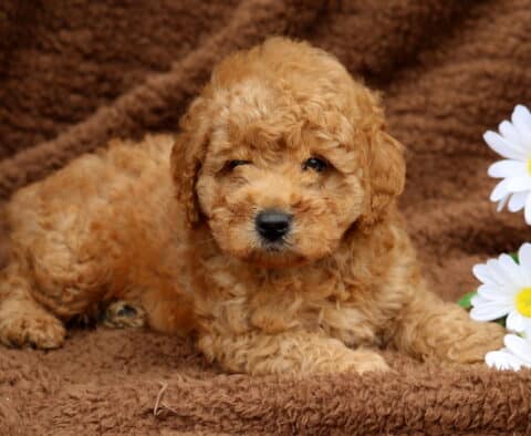 Lincoln Mini Labradoodle2