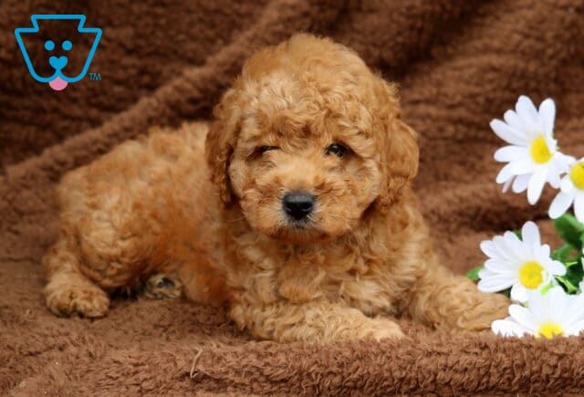 Reddish-apricot Mini Labradoodle puppy laying on a brown blanket beside white daisies, with a sweet, sleepy expression. image
