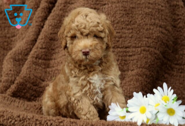 Curly apricot Mini Labradoodle puppy sitting upright on a rich brown blanket with white daisies at its side, looking cozy and full of charm. image