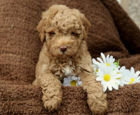 Lj Mini Labradoodle2