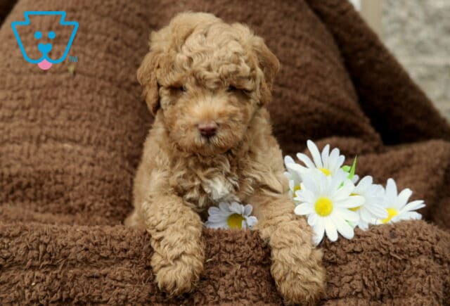 Apricot Mini Labradoodle puppy perched on a cozy brown blanket with white daisies beside its paws, peeking forward with a soft and curious look. image