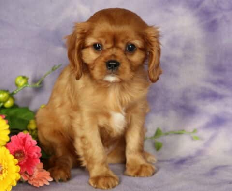 Lola Cavalier
