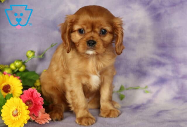 Adorable ruby Cavalier King Charles Spaniel puppy with rich reddish-brown coat, sitting on a soft purple blanket beside a vibrant floral arrangement of yellow and pink blooms. image