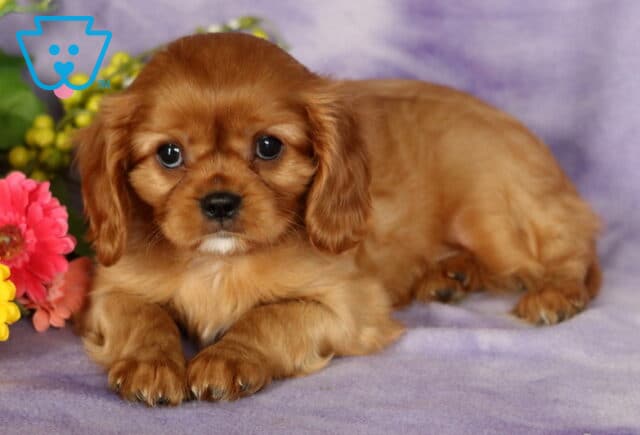 Ruby Cavalier King Charles Spaniel puppy with a silky reddish-brown coat and white chin, lying down on a purple blanket beside vibrant yellow and pink flowers. image