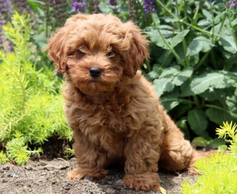 Fluffy reddish-brown Cavapoo puppy sitting on a garden path surrounded by green foliage and purple flowers on a sunny day.