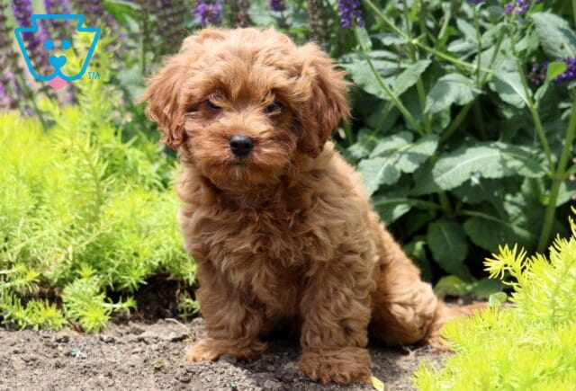 Fluffy reddish-brown Cavapoo puppy sitting on a garden path surrounded by green foliage and purple flowers on a sunny day. image