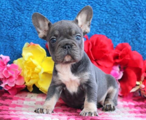 Lola French Bulldog