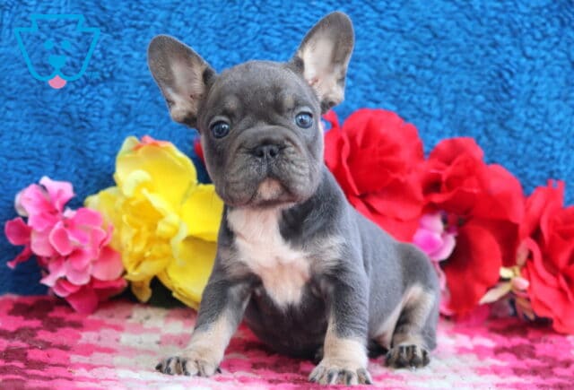 Lola French Bulldog image