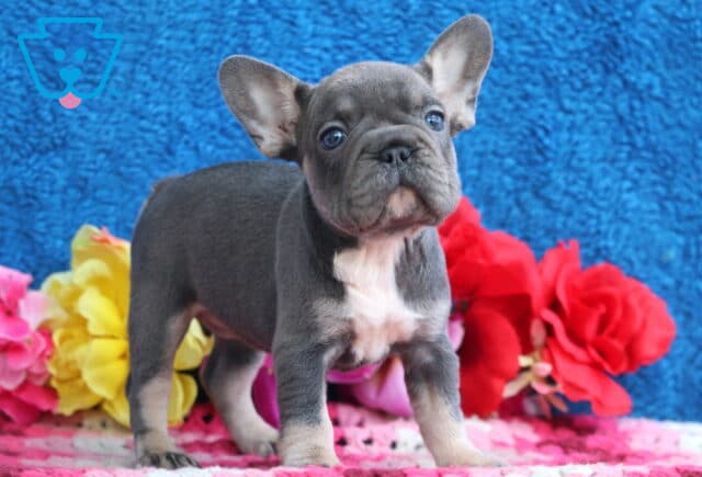 Lola French Bulldog2 image