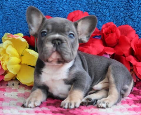 Louie French Bulldog