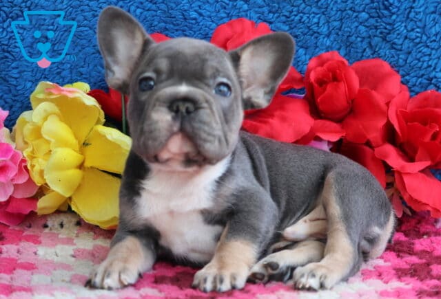 Louie French Bulldog image