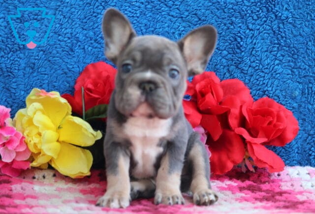 Louie French Bulldog2 image