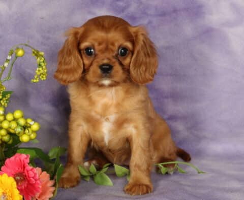 Love Cavalier