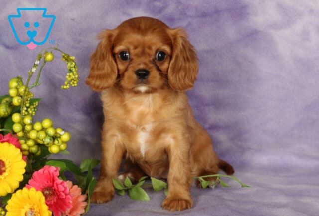 Charming ruby Cavalier King Charles Spaniel puppy sitting upright on a purple blanket with a soft floral arrangement nearby, looking alert and lovable. image