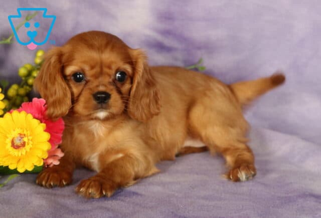 Adorable ruby Cavalier puppy laying on a purple blanket, tail wagging and eyes wide with curiosity, surrounded by colorful flowers. image