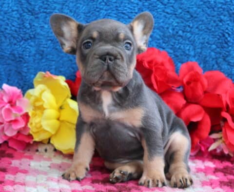 Lovey French Bulldog