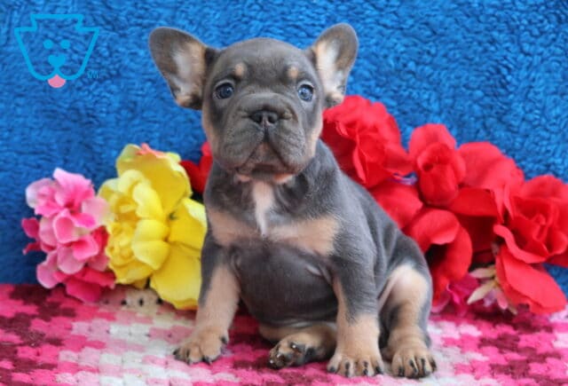 Lovey French Bulldog image