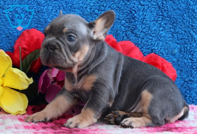 Lovey French Bulldog2 image