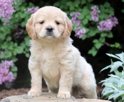 Fluffy Mini Golden Retriever puppy standing on a stone path with a backdrop of vibrant purple flowers and lush green leaves.