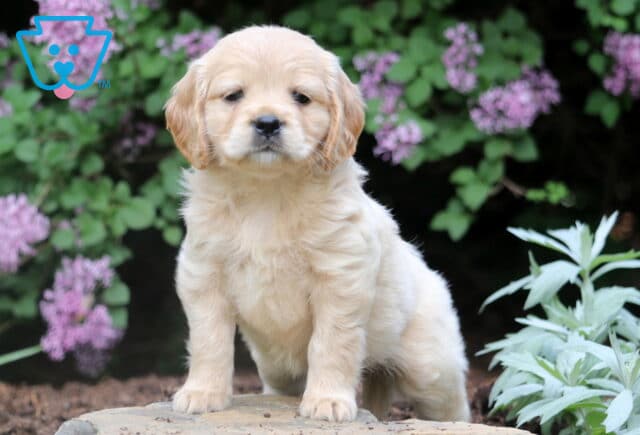 Lovey Mini Golden image