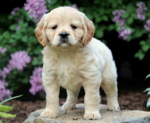 Lovey Mini Golden2
