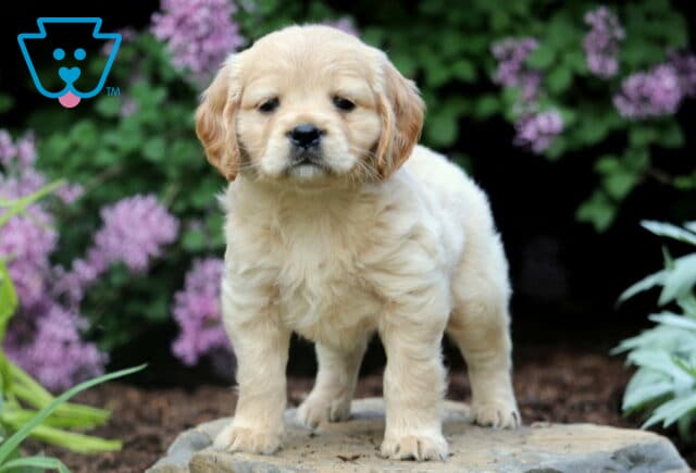 Lovey Mini Golden2 image