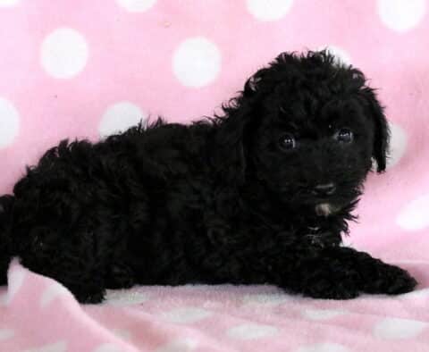 Lovey Mini Poodle