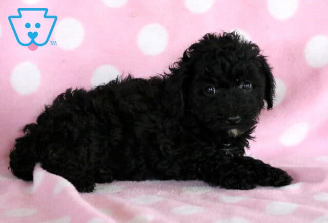Lovey Mini Poodle image