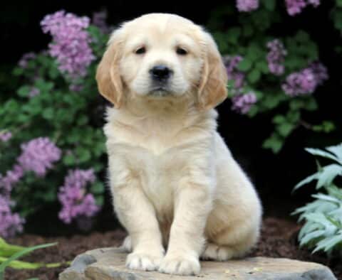 Lucky Mini Golden