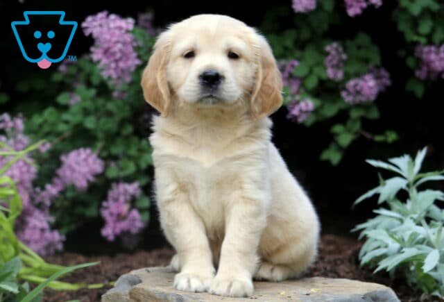 Lucky Mini Golden image