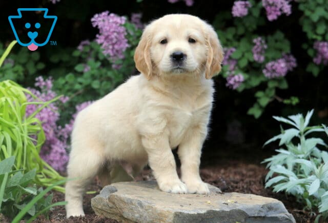 Lucky Mini Golden2 image