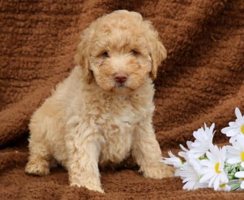 Lucky Mini Labradoodle