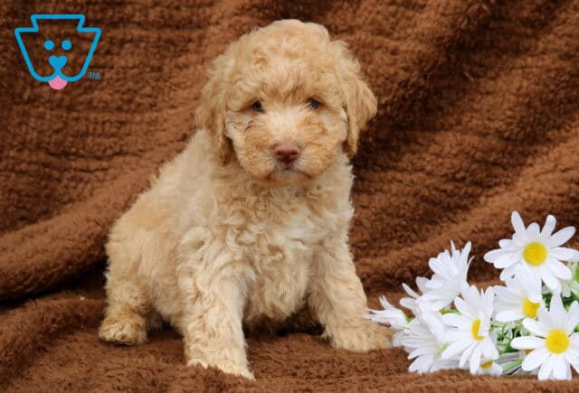 Lucky Mini Labradoodle image