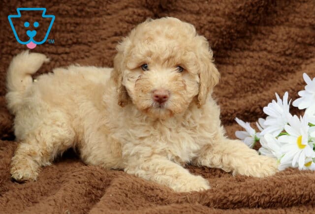 Lucky Mini Labradoodle2 image