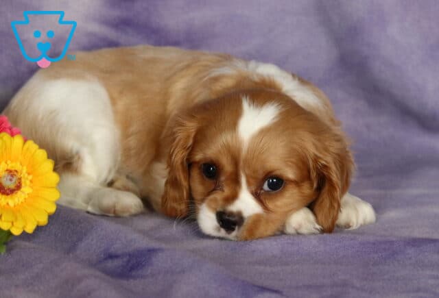 Sweet blenheim Cavalier King Charles Spaniel puppy lying down on a purple blanket, gazing shyly at the camera with a bouquet of colorful flowers nearby. image