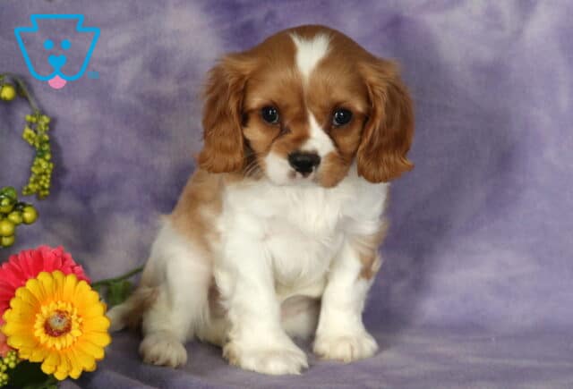 Adorable blenheim Cavalier King Charles Spaniel puppy sitting on a soft purple blanket, surrounded by colorful flowers and looking sweetly at the camera. image