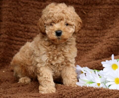 Luka Mini Labradoodle